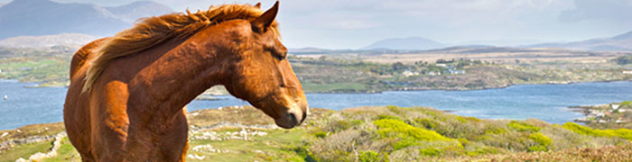irish_equestrian_header